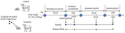Dietary resveratrol improves immunity and antioxidant defense in ewes by regulating the rumen microbiome and metabolome across different reproductive stages